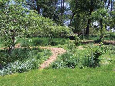 plant-an-edible-forest-garden